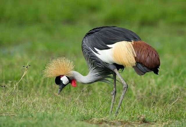 Grey Crowned Crane in Tanzania in Tanzania